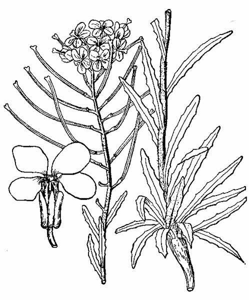 Sanddune Wallflower (Erysimum capitatum) - Britton-Brown Illustration.jpg
